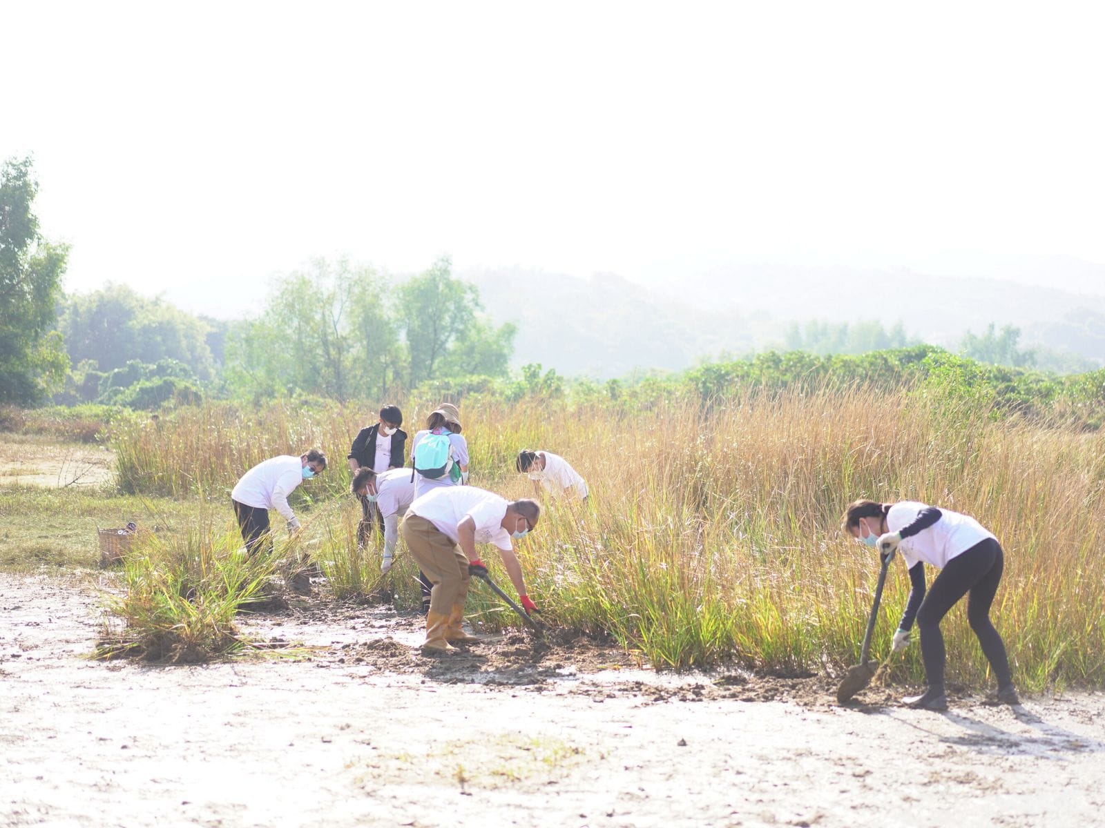清除入侵植物大米草，還原生物種棲息地