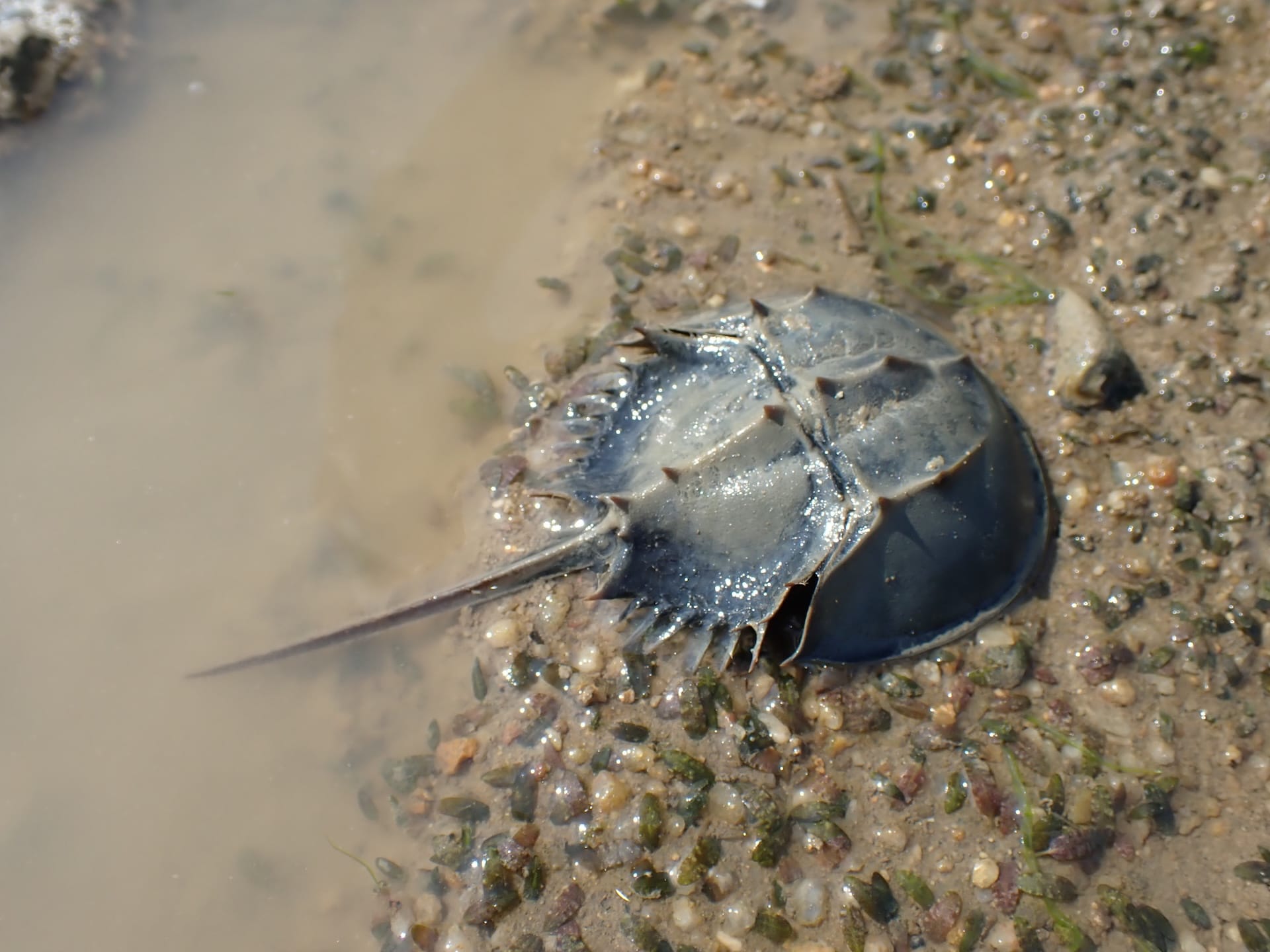 支持馬蹄蟹與其他物種的監察研究，為保育策略提供科學依據